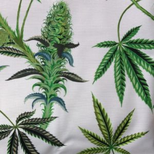 cannabis sativa